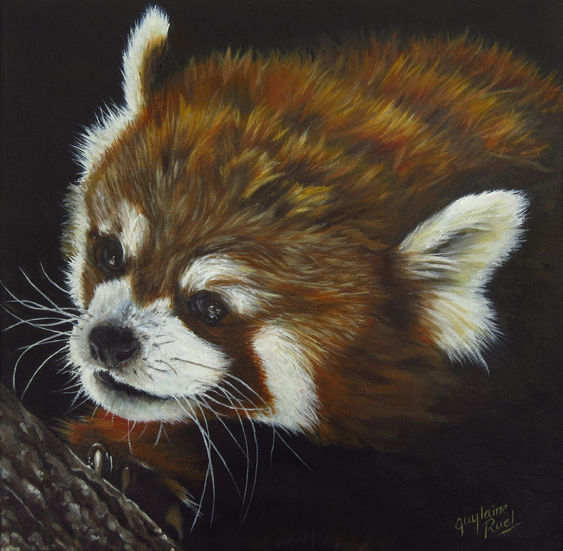 Panda roux du zoo - Artiste Peintre - Guylaine Ruel